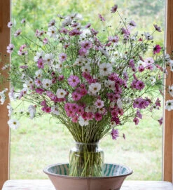 Cloud Of Cosmos Collection/Mix