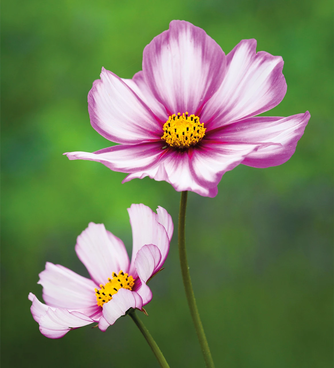 Cloud Of Cosmos Collection/Mix 2 Cloud Of Cosmos Collection/Mix - Image 2