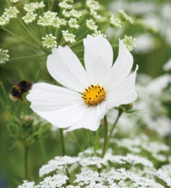 Cloud Of Cosmos Collection/Mix 8 Cloud Of Cosmos Collection/Mix -Plant Supply Store 120194CCM 3 24744.1620125985