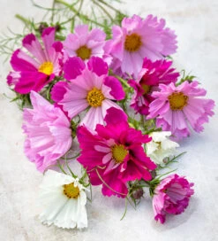 Cloud Of Cosmos Collection/Mix 9 Cloud Of Cosmos Collection/Mix -Plant Supply Store 120194CCM 4 23100.1620125985