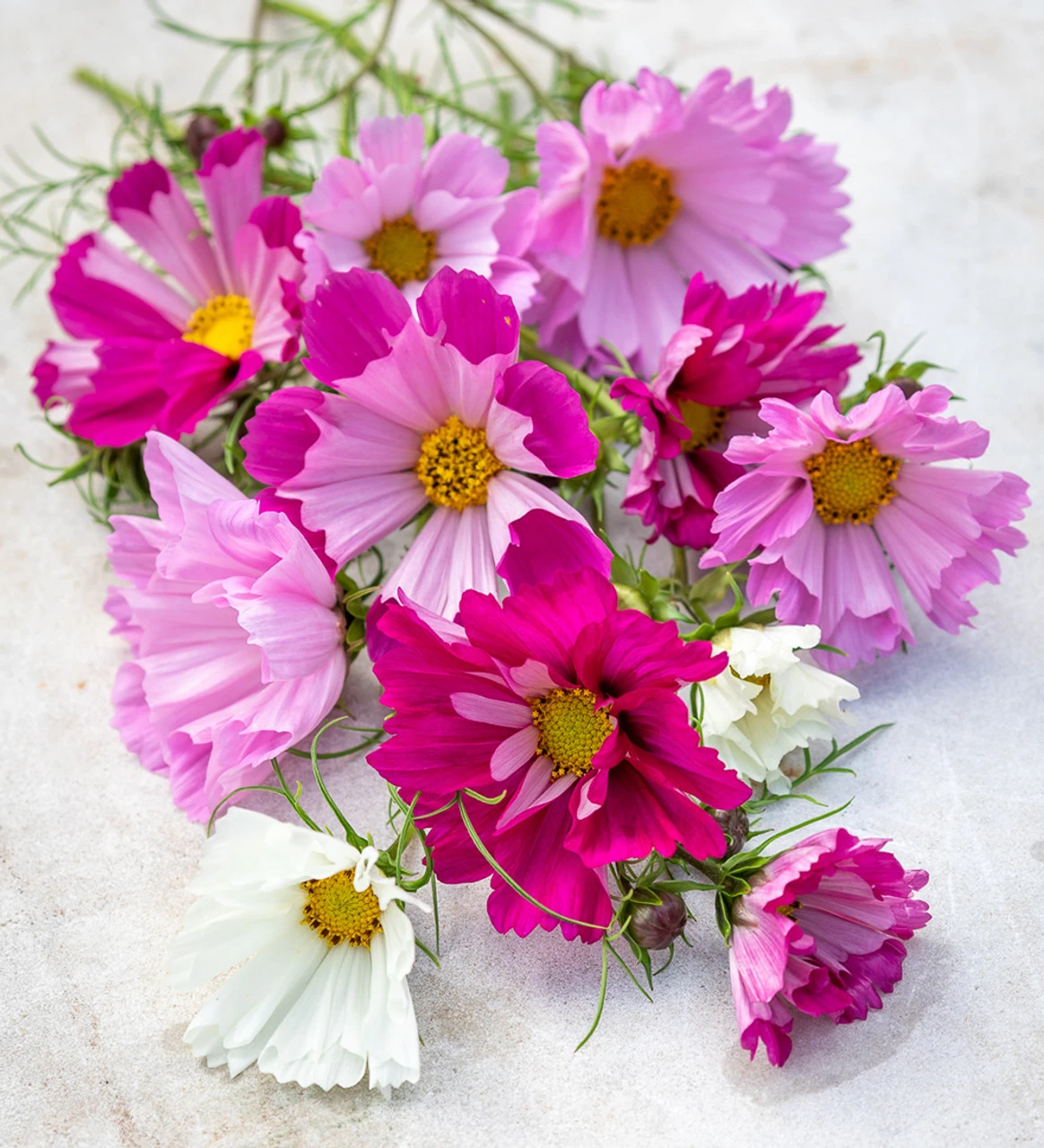 Cloud Of Cosmos Collection/Mix 4 Cloud Of Cosmos Collection/Mix - Image 4