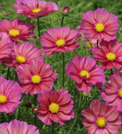 Cloud Of Cosmos Collection/Mix 10 Cloud Of Cosmos Collection/Mix -Plant Supply Store 120194CCM 5 70907.1620125985