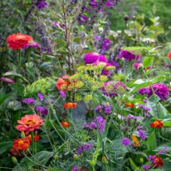 High Summer Glamour Collection