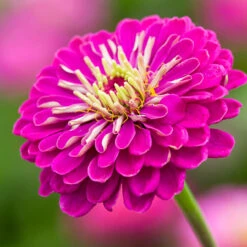 High Summer Glamour Collection -Plant Supply Store 131043HSGC 5 18528.1629369816