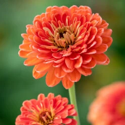 High Summer Glamour Collection -Plant Supply Store 131043HSGC 6 10668.1629369819