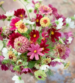 Bestseller Cosmos And Zinnia Collection