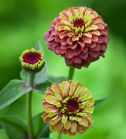 Bestseller Cosmos And Zinnia Collection -Plant Supply Store 140074BCZ 4 94837.1620126003