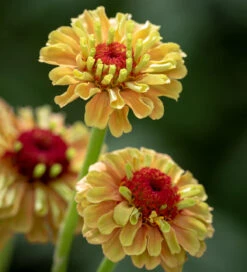 Bestseller Cosmos And Zinnia Collection -Plant Supply Store 140074BCZ 5 94504.1620126003