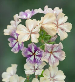 Provençal Collection -Plant Supply Store 140083 5 87073.1635767504