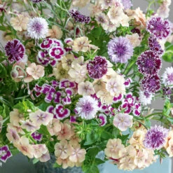 Crème De Cassis Collection