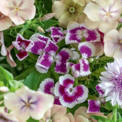 Crème De Cassis Collection -Plant Supply Store 140097CCC 4 66437.1637143518