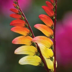 Toffee Apple Collection -Plant Supply Store 140102TAC 4 30776.1629369901