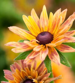 Toffee Apple Collection -Plant Supply Store 140102TAC 5 58930.1629369902