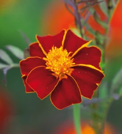 Toffee Apple Collection -Plant Supply Store 140102TAC 6 90348.1629369903