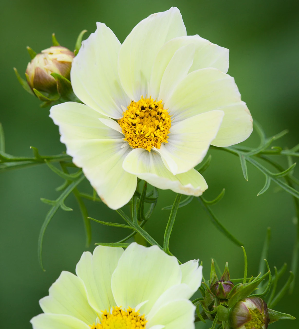 Pastel Cosmos Collection 2 Pastel Cosmos Collection - Image 2