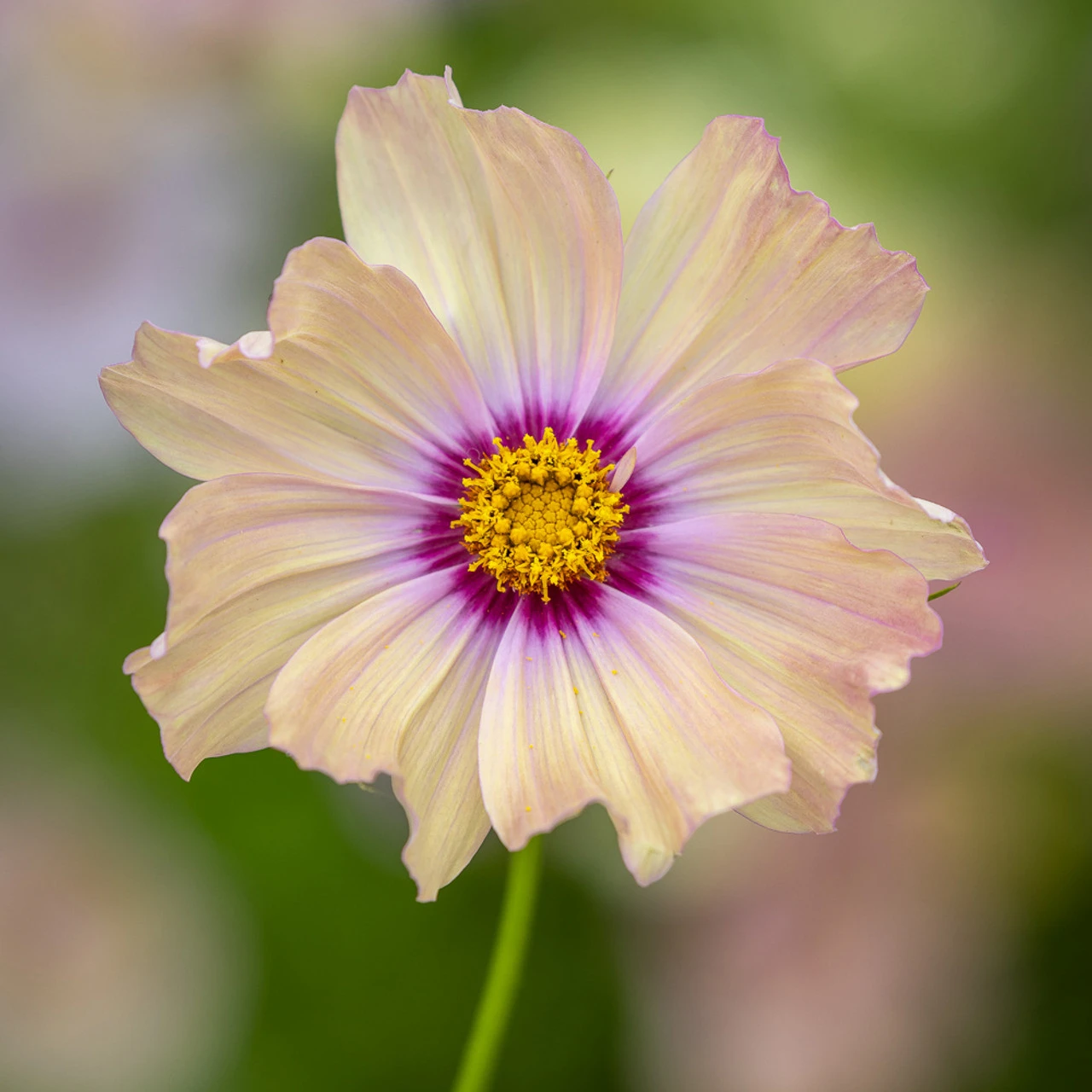 Pastel Cosmos Collection 3 Pastel Cosmos Collection - Image 3