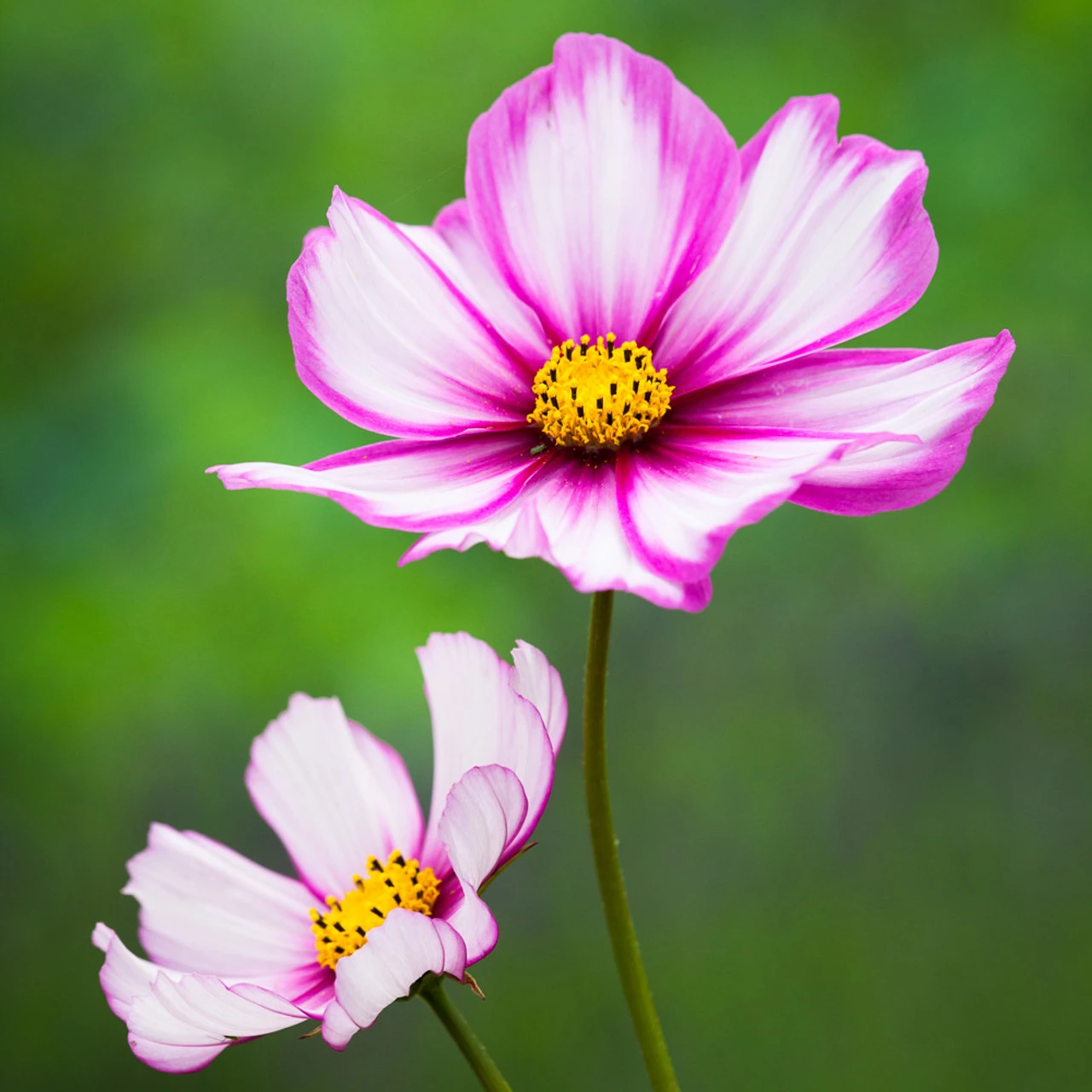 Pastel Cosmos Collection 4 Pastel Cosmos Collection - Image 4