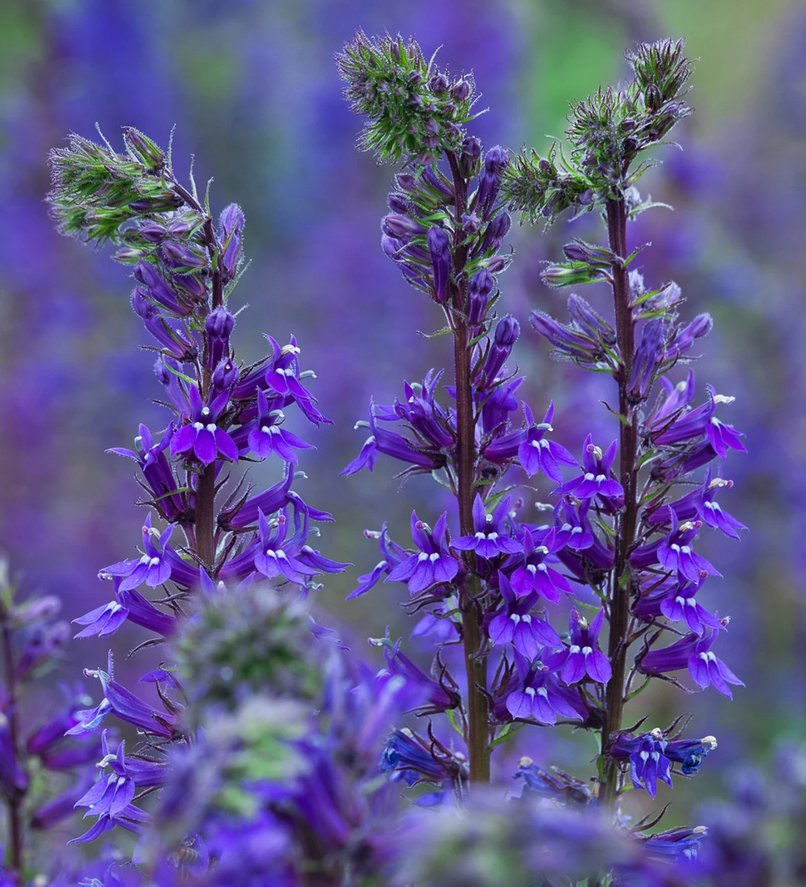 Lobelia Siphilitica 1 Lobelia Siphilitica