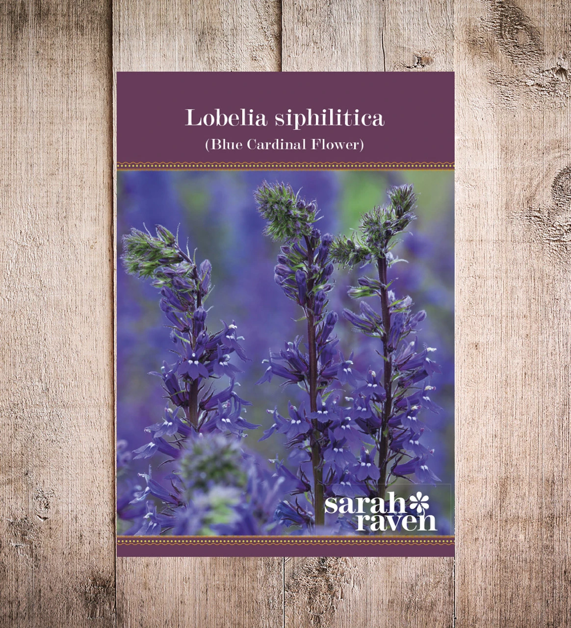 Lobelia Siphilitica 2 Lobelia Siphilitica - Image 2