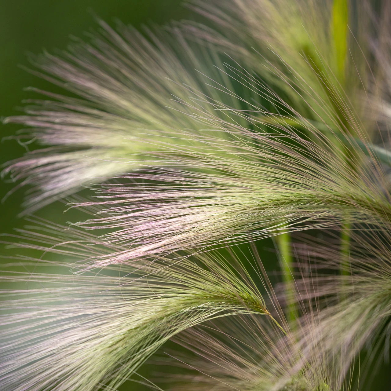 Hordeum Jubatum 1 Hordeum Jubatum