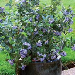 Blueberry 'North Country'