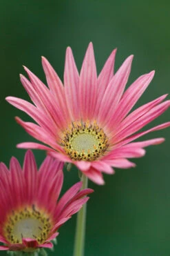 Arctotis X Hybrida 'Wine'