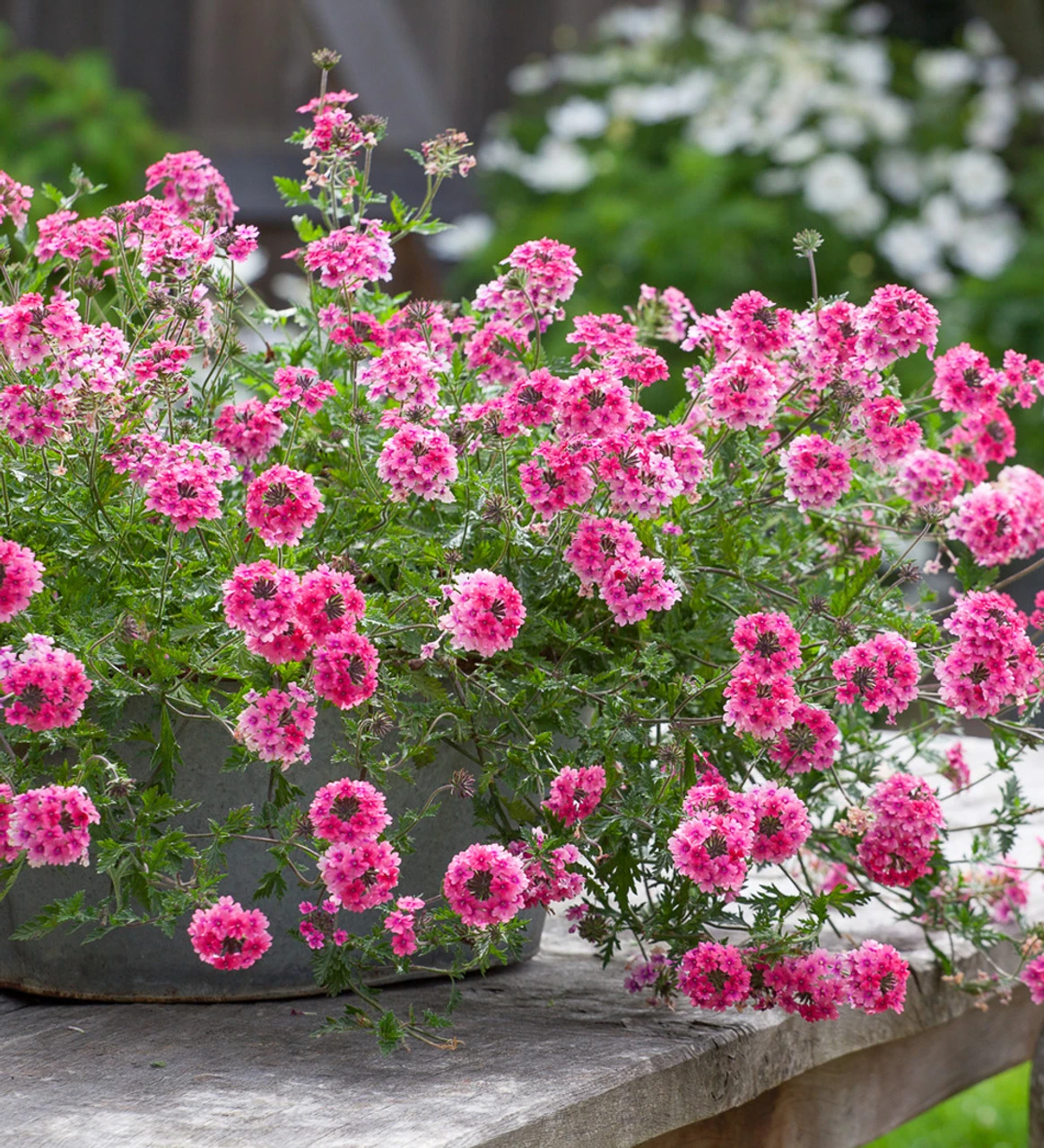 Verbena Tenera 'Sissinghurst' 1 Verbena Tenera 'Sissinghurst'