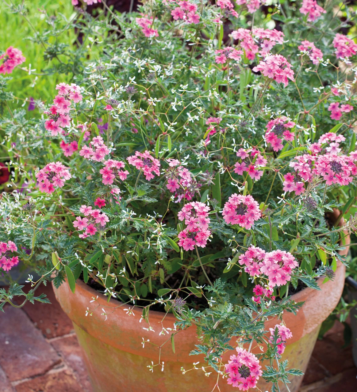 Verbena Tenera 'Sissinghurst' 2 Verbena Tenera 'Sissinghurst' - Image 2