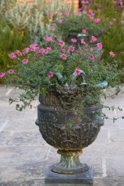 Verbena Tenera 'Sissinghurst' 6 Verbena Tenera 'Sissinghurst' -Plant Supply Store 190134 3 54936.1616089279