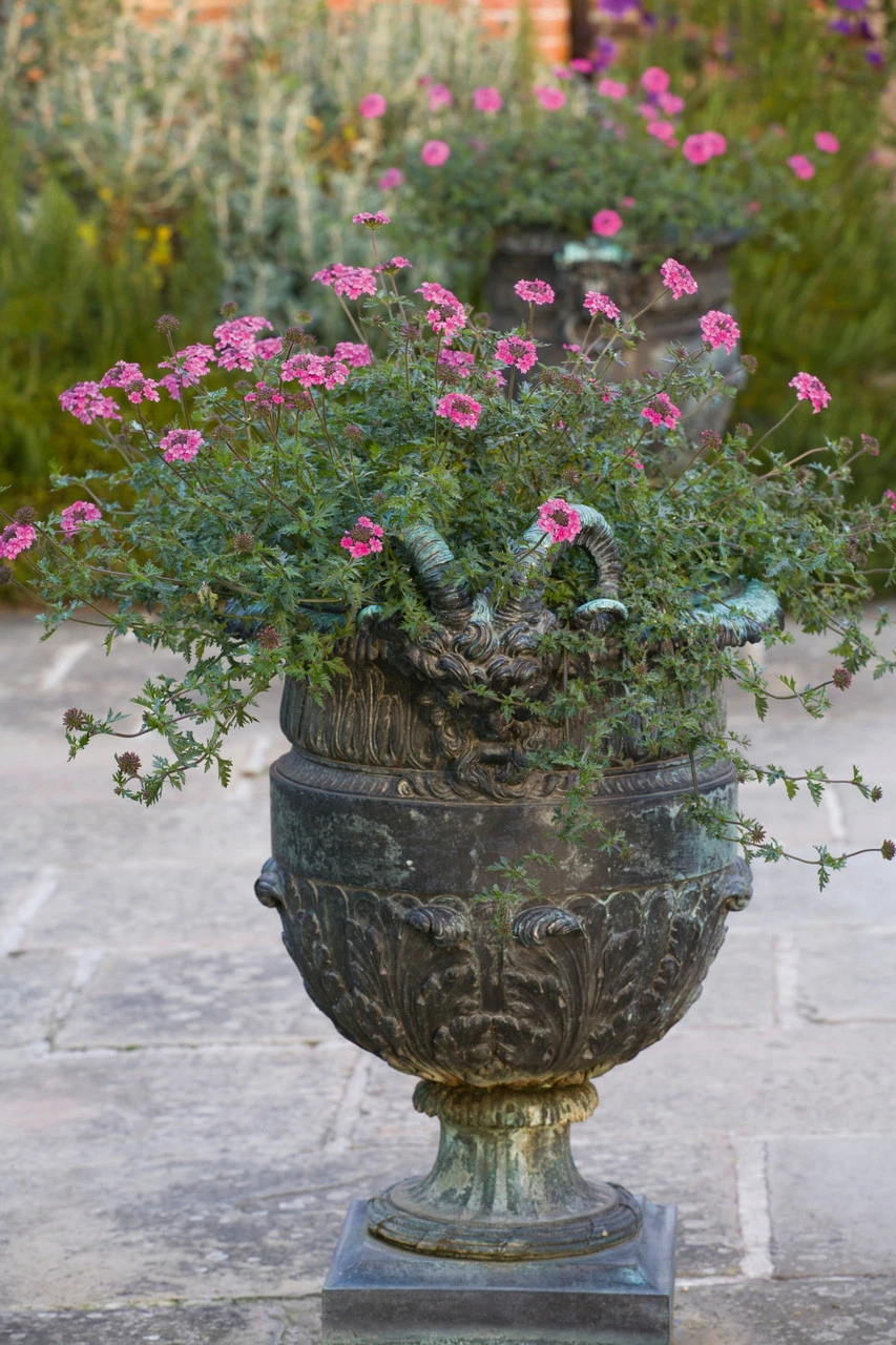 Verbena Tenera 'Sissinghurst' 3 Verbena Tenera 'Sissinghurst' - Image 3