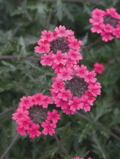 Verbena Tenera 'Sissinghurst' 7 Verbena Tenera 'Sissinghurst' -Plant Supply Store 190134 4 99720.1616089280