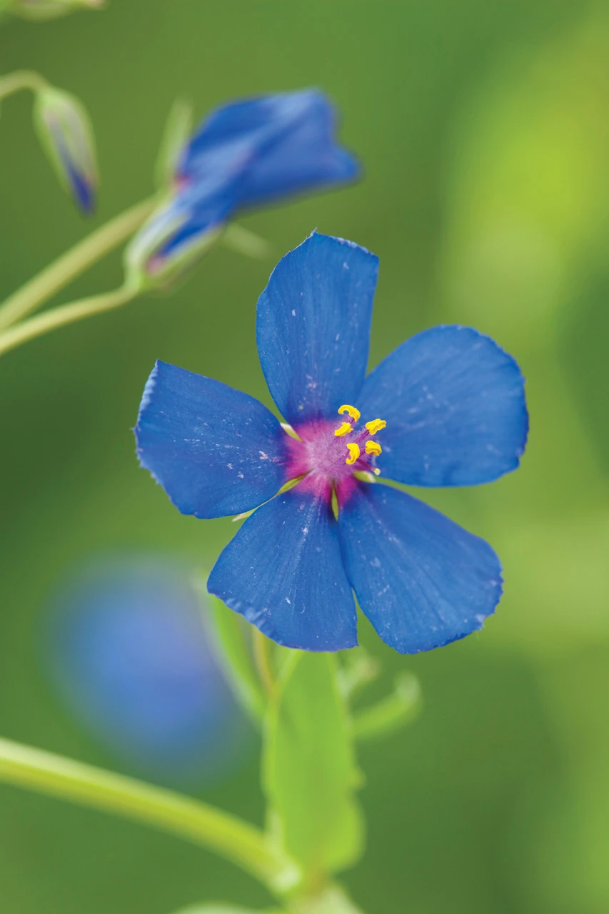 Blue, Pink And Silver Pot Collection 3 Blue, Pink And Silver Pot Collection - Image 3