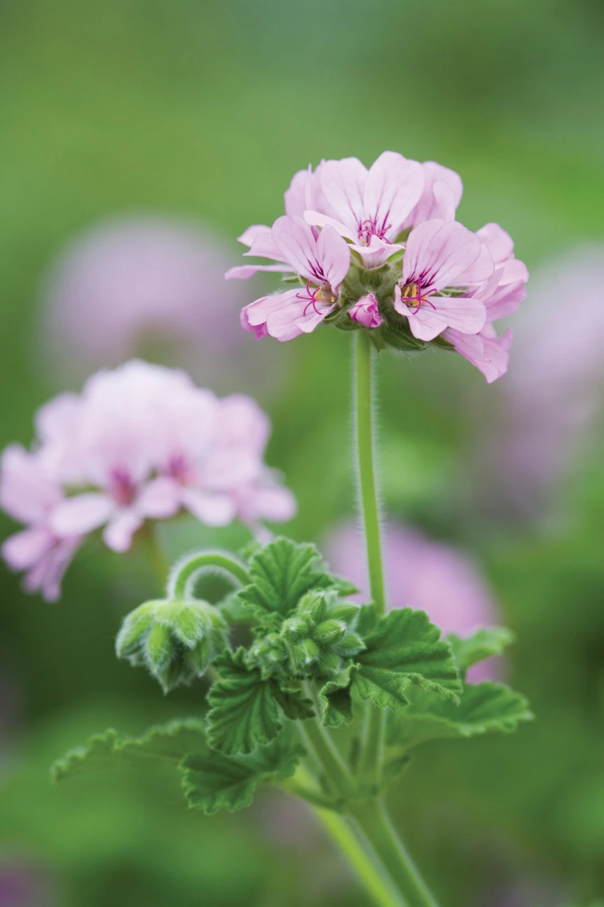 Blue, Pink And Silver Pot Collection 5 Blue, Pink And Silver Pot Collection - Image 5