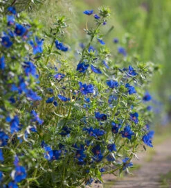 Anagallis Monellii 'Sky Lover' -Plant Supply Store 190144 2 37477.1619013680