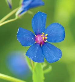 Anagallis Monellii 'Sky Lover' -Plant Supply Store 190144 4 76397.1619013680