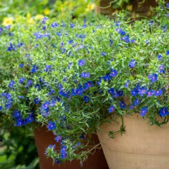 Anagallis Monellii 'Sky Lover' -Plant Supply Store 190144 5 20236.1653570017