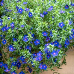 Anagallis Monellii 'Sky Lover' -Plant Supply Store 190144 6 67909.1653570017