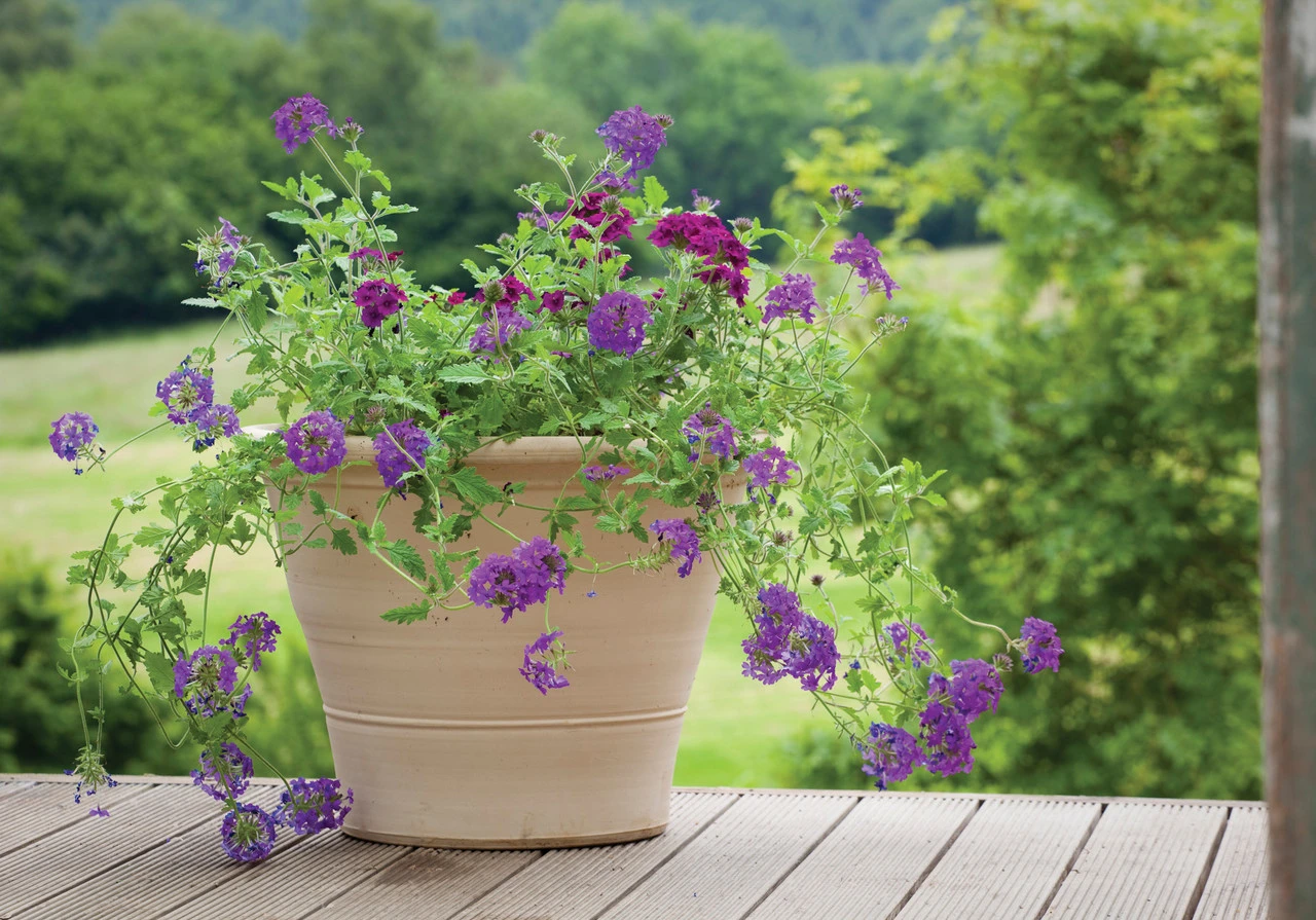 Verbena Collection 2 Verbena Collection - Image 2