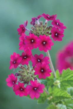 Verbena Collection 7 Verbena Collection -Plant Supply Store 190257 3 02262.1616089830