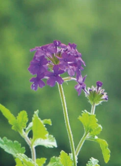 Verbena Collection 8 Verbena Collection -Plant Supply Store 190257 4 38437.1616089831