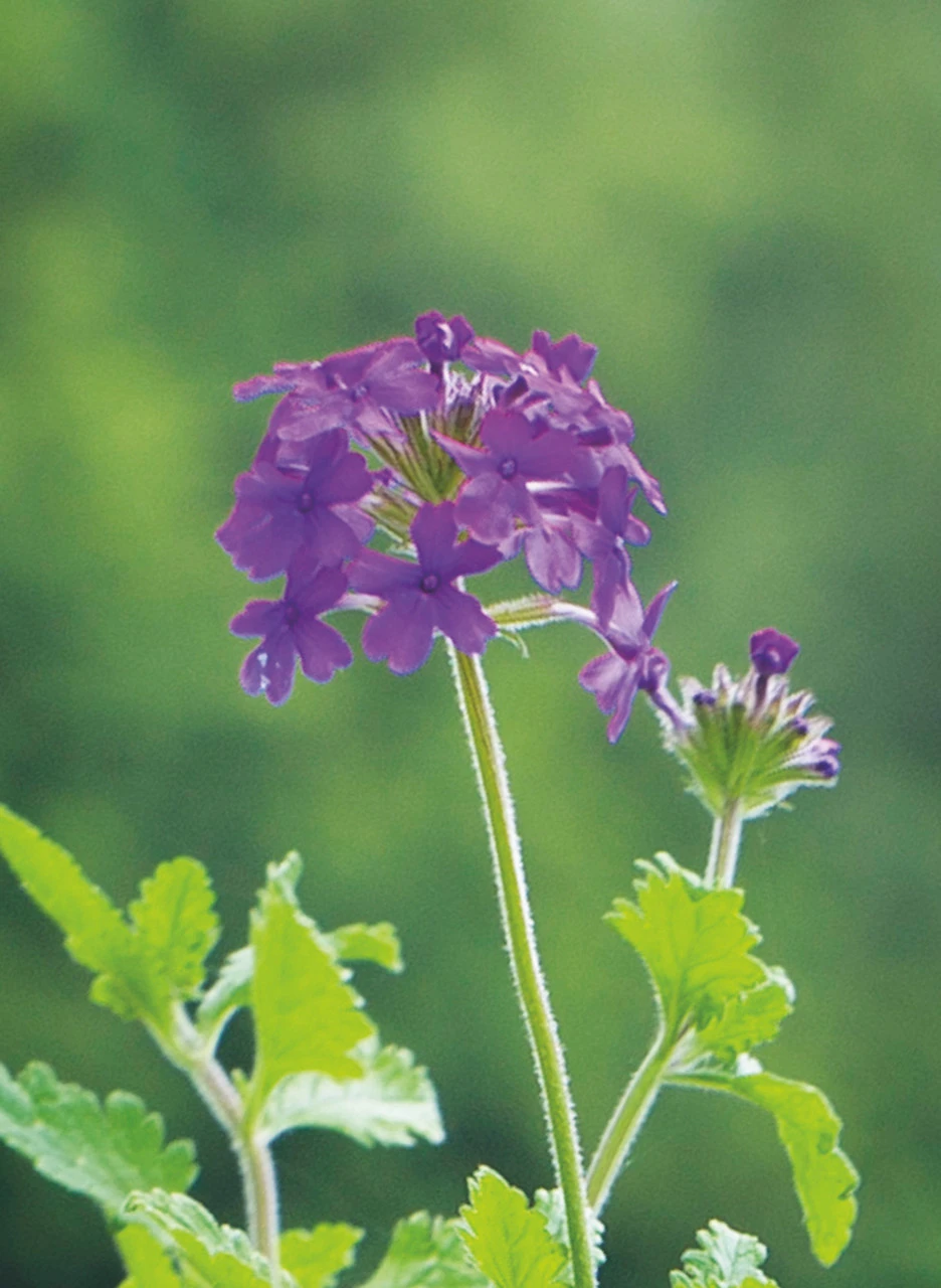 Verbena Collection 4 Verbena Collection - Image 4