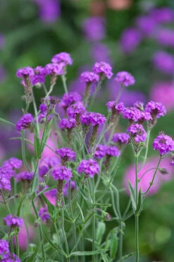 Verbena Collection 9 Verbena Collection -Plant Supply Store 190257 5 56881.1616089832