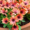 Osteospermum 'Serenity Bronze'