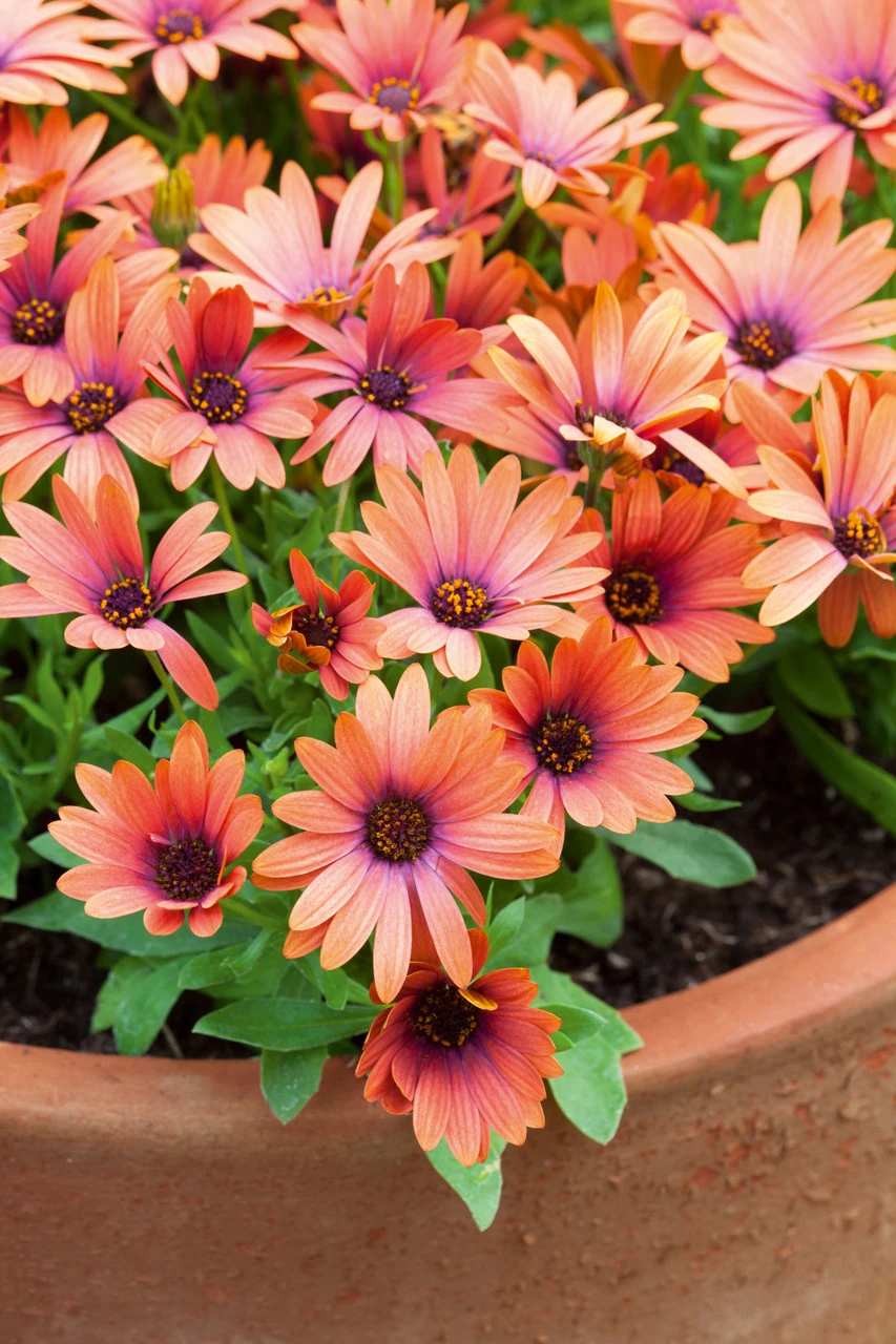 Osteospermum 'Serenity Bronze' 1 Osteospermum 'Serenity Bronze'