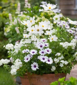 Osteospermum 'Akila White Purple Eye' F1 -Plant Supply Store 190283 3 11472.1616089836