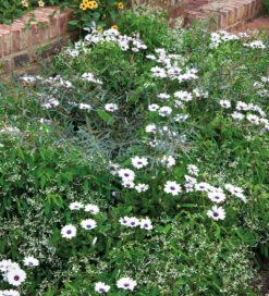 Osteospermum 'Akila White Purple Eye' F1 -Plant Supply Store 190283 4 33656.1616089837