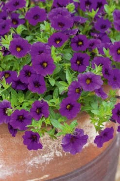 Calibrachoa 'Cabaret Deep Blue'