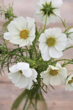 White Pot Collection -Plant Supply Store 190299 2 30193.1616089846