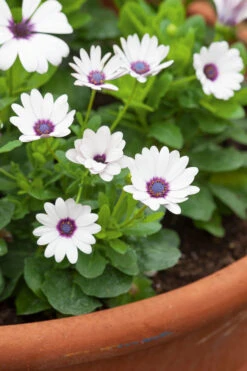 White Pot Collection -Plant Supply Store 190299 3 96747.1616089847