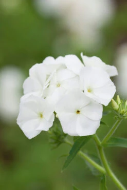 White Pot Collection -Plant Supply Store 190299 4 00581.1616089848